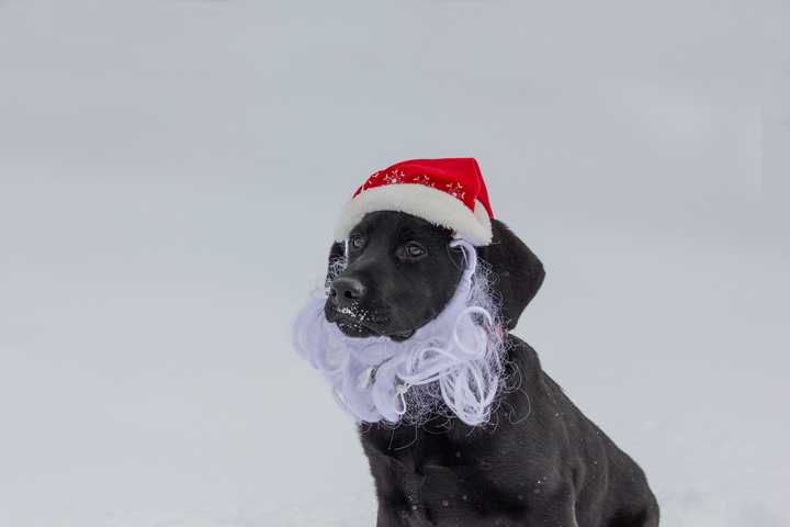 Why Are Snowflakes Beautiful? • Telluride Magazine